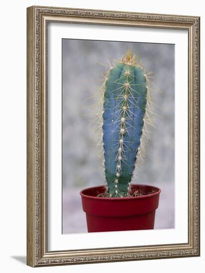 Cereus Cactus (Cereus Validus)-Maxine Adcock-Framed Photographic Print