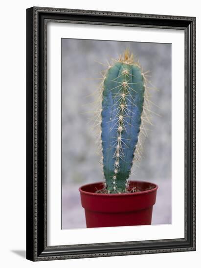 Cereus Cactus (Cereus Validus)-Maxine Adcock-Framed Photographic Print