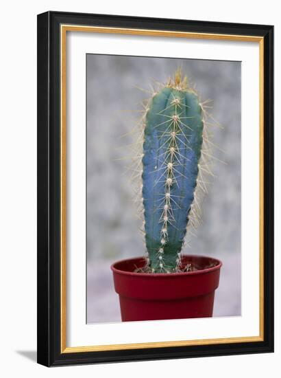 Cereus Cactus (Cereus Validus)-Maxine Adcock-Framed Photographic Print