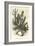 Cereus Cadelaris and Opuntia-Édouard Riou-Framed Giclee Print