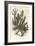 Cereus Cadelaris and Opuntia-Édouard Riou-Framed Giclee Print