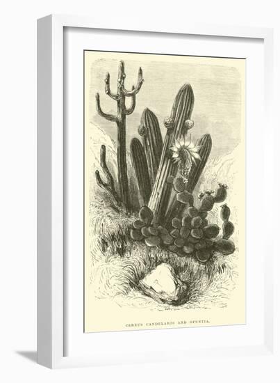 Cereus Cadelaris and Opuntia-Édouard Riou-Framed Giclee Print