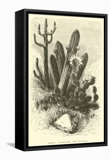 Cereus Cadelaris and Opuntia-Édouard Riou-Framed Premier Image Canvas