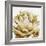 Cereus Echeveria - Bronze-Tania Bello-Framed Giclee Print
