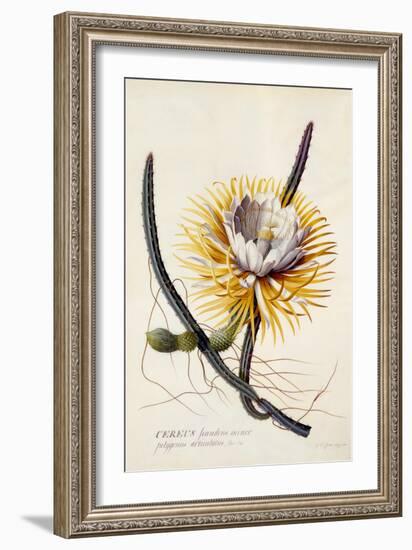 Cereus, Queen of the Night, C.1744-Georg Dionysius Ehret-Framed Giclee Print