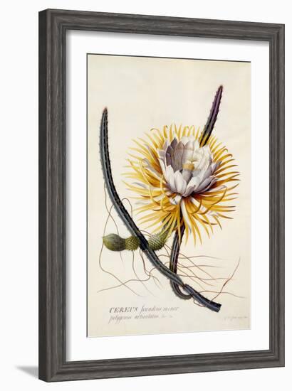 Cereus, Queen of the Night, C.1744-Georg Dionysius Ehret-Framed Giclee Print