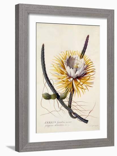 Cereus, Queen of the Night, C.1744-Georg Dionysius Ehret-Framed Giclee Print