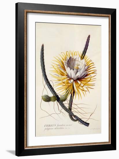 Cereus, Queen of the Night, C.1744-Georg Dionysius Ehret-Framed Giclee Print