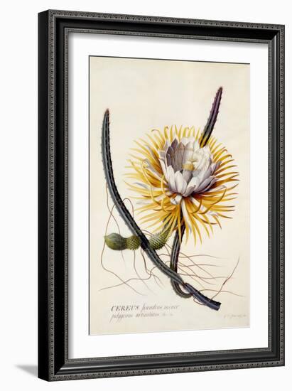 Cereus, Queen of the Night, C.1744-Georg Dionysius Ehret-Framed Giclee Print