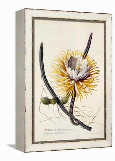 Cereus, Queen of the Night, C.1744-Georg Dionysius Ehret-Framed Premier Image Canvas