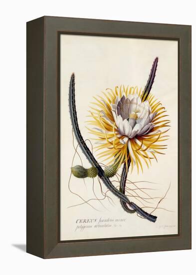 Cereus, Queen of the Night, C.1744-Georg Dionysius Ehret-Framed Premier Image Canvas