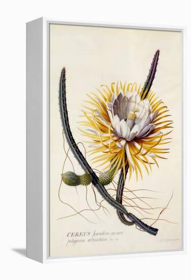 Cereus, Queen of the Night, C.1744-Georg Dionysius Ehret-Framed Premier Image Canvas