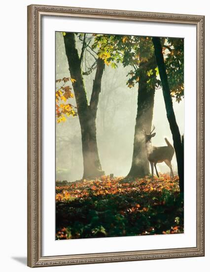 Cerf dans la Forêt-Victoria Hurst-Framed Art Print