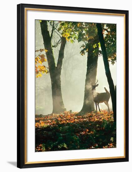 Cerf dans la Forêt-Victoria Hurst-Framed Art Print