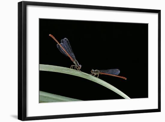 Ceriagrion Tenellum (Small Red Damselfly)-Paul Starosta-Framed Photographic Print