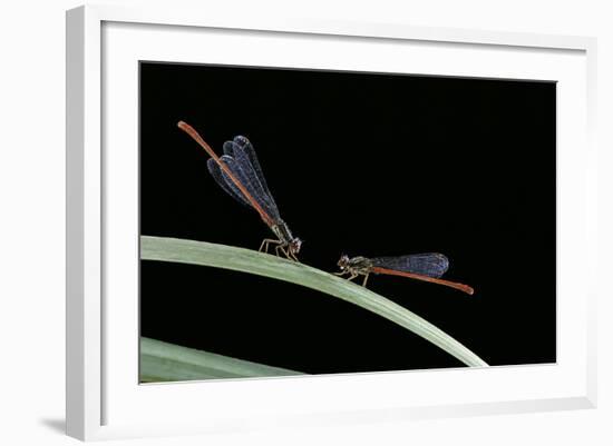 Ceriagrion Tenellum (Small Red Damselfly)-Paul Starosta-Framed Photographic Print