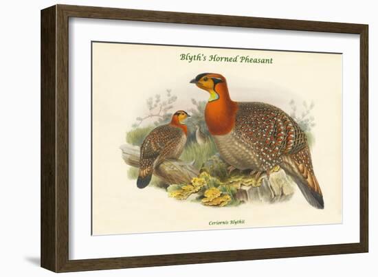 Ceriornis Blythii - Blyth's Horned Pheasant-John Gould-Framed Art Print