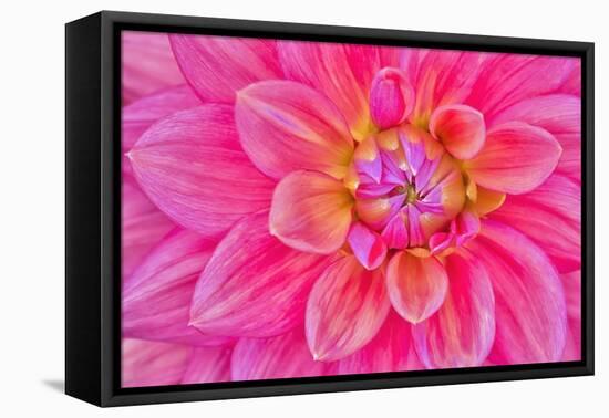 Cerise-Pink Dahlia Flower-Cora Niele-Framed Premier Image Canvas