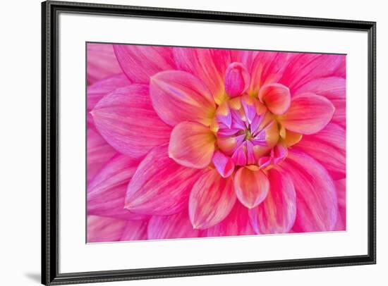 Cerise-Pink Dahlia Flower-Cora Niele-Framed Giclee Print