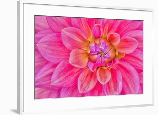 Cerise-Pink Dahlia Flower-Cora Niele-Framed Giclee Print