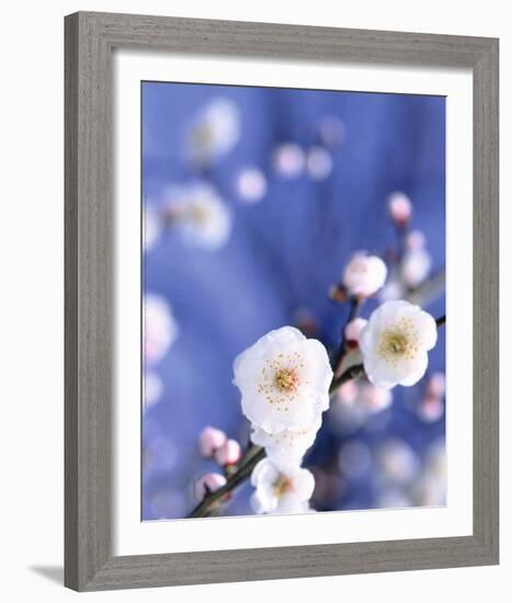 Cerisier en Fleur, Japon-null-Framed Art Print