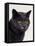 Certosina - Chartreux Cat, Portrait-Adriano Bacchella-Framed Premier Image Canvas