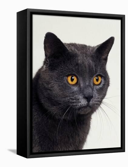 Certosina - Chartreux Cat, Portrait-Adriano Bacchella-Framed Premier Image Canvas