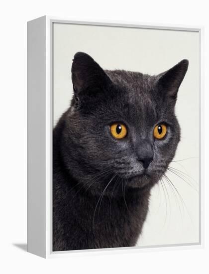 Certosina - Chartreux Cat, Portrait-Adriano Bacchella-Framed Premier Image Canvas