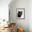 Certosina - Chartreux Cat, Portrait-Adriano Bacchella-Framed Photographic Print displayed on a wall