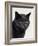 Certosina - Chartreux Cat, Portrait-Adriano Bacchella-Framed Photographic Print