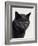 Certosina - Chartreux Cat, Portrait-Adriano Bacchella-Framed Photographic Print