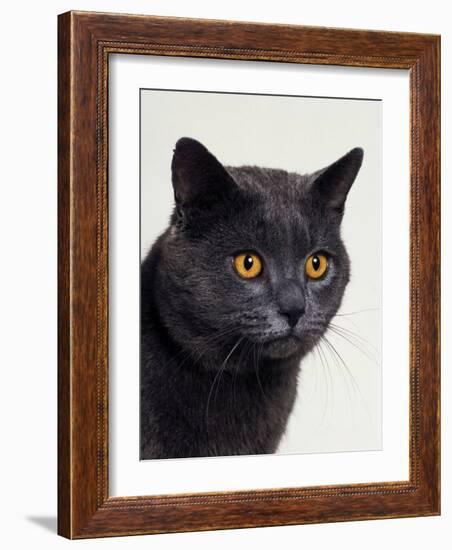 Certosina - Chartreux Cat, Portrait-Adriano Bacchella-Framed Photographic Print