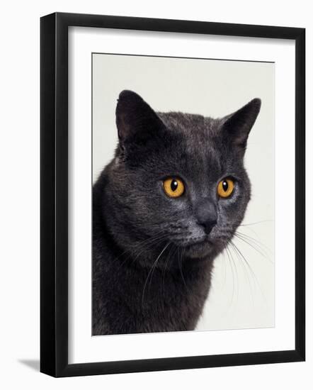 Certosina - Chartreux Cat, Portrait-Adriano Bacchella-Framed Photographic Print