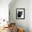 Certosina - Chartreux Cat, Portrait-Adriano Bacchella-Framed Photographic Print displayed on a wall