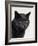 Certosina - Chartreux Cat, Portrait-Adriano Bacchella-Framed Photographic Print