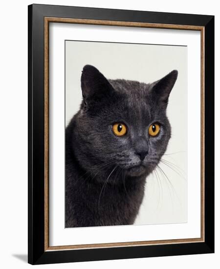 Certosina - Chartreux Cat, Portrait-Adriano Bacchella-Framed Photographic Print