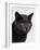 Certosina - Chartreux Cat, Portrait-Adriano Bacchella-Framed Photographic Print