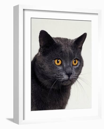 Certosina - Chartreux Cat, Portrait-Adriano Bacchella-Framed Photographic Print