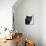 Certosina - Chartreux Cat, Portrait-Adriano Bacchella-Mounted Photographic Print displayed on a wall
