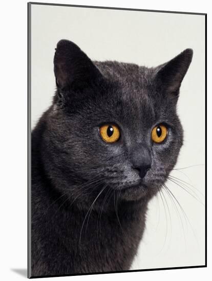 Certosina - Chartreux Cat, Portrait-Adriano Bacchella-Mounted Photographic Print