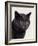 Certosina - Chartreux Cat, Portrait-Adriano Bacchella-Framed Photographic Print