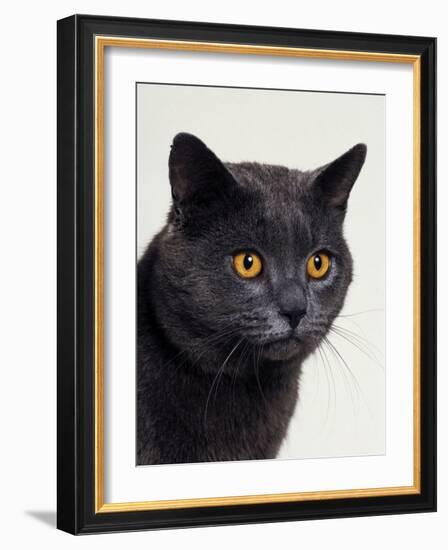 Certosina - Chartreux Cat, Portrait-Adriano Bacchella-Framed Photographic Print