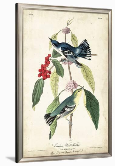 Cerulean Wood Warbler-John James Audubon-Framed Art Print