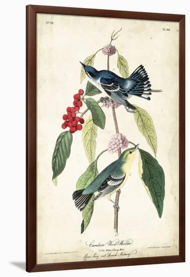 Cerulean Wood Warbler-John James Audubon-Framed Art Print