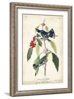 Cerulean Wood Warbler-John James Audubon-Framed Art Print