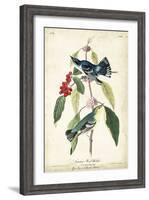 Cerulean Wood Warbler-John James Audubon-Framed Art Print