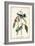 Cerulean Wood Warbler-John James Audubon-Framed Art Print