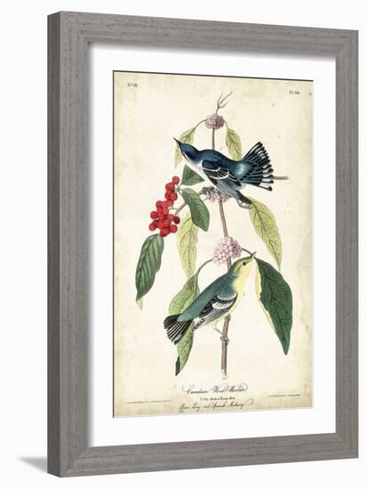 Cerulean Wood Warbler-John James Audubon-Framed Art Print