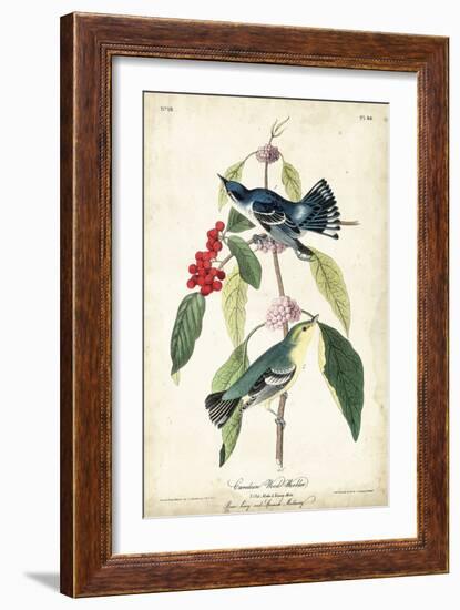 Cerulean Wood Warbler-John James Audubon-Framed Art Print