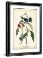 Cerulean Wood Warbler-John James Audubon-Framed Art Print
